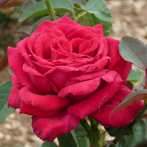 rosier parfum puissant